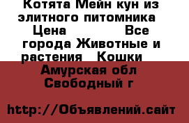 Котята Мейн-кун из элитного питомника › Цена ­ 20 000 - Все города Животные и растения » Кошки   . Амурская обл.,Свободный г.